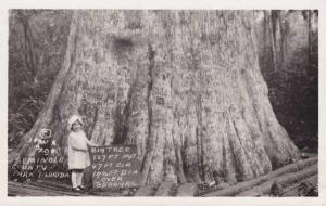 RPPC Huge Tree in Seminole County Park, Florida