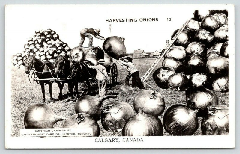 Calgary AB Medium-Size Exaggerated-Understated OnionsLoads on WagonRPPC 1951