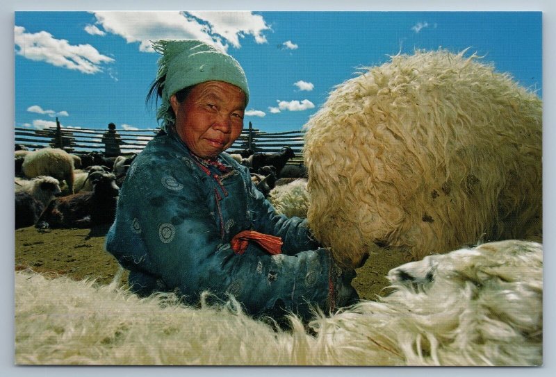 2011 ASIA MONGOLIA Woman milking ewe Ethnic Costume Rare Russian Photo Postcard