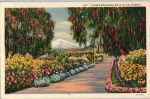 Flower Bordered Walk in California W Pepper Tree Snowy Mountain Postcard