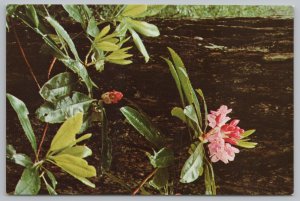 Flowers~CA Rose Bay Prairie Creek Del Norte Coast Park~Continental Postcard