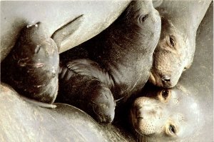 photograph, Frans Lanting, Elephant Seals, Californ Postcard