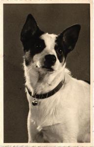 CPA AK Real Photo DOGS (728117)