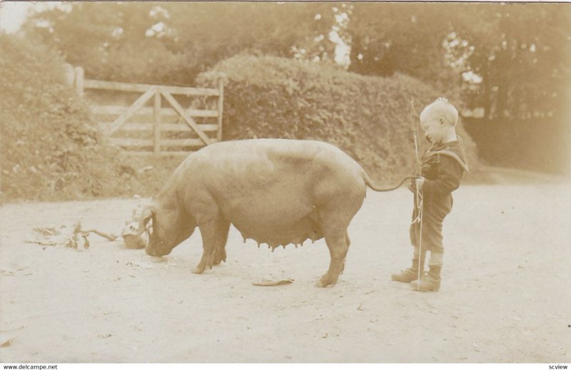 RP: Boy holds the tail of a large pig, 00-10s