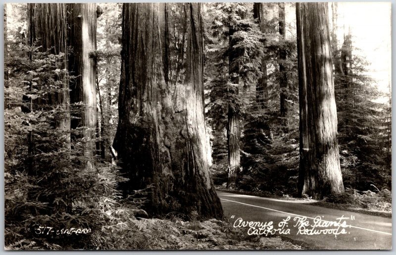 Avenue Of The Giants California Redwoods Real Photo RPPC Postcard
