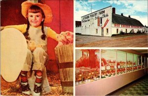 Sterling, MI Michigan  POULTRY FARM  Chick Museum~Little Girl~Hatchery  Postcard