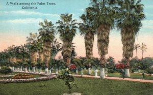 Vintage Postcard 1910's A Walk Among The Palm Trees California CA