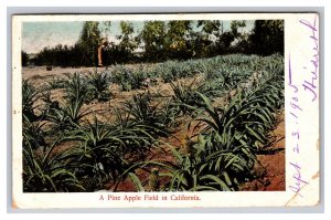 Vintage 1905 Postcard A Pine Apple Field in California