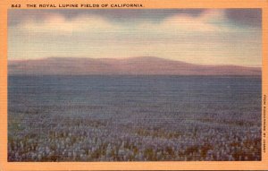 California View Of The Royal Lupine Fields