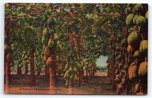 1945 FLORIDA A PAPAYA PLANTATION IN FL UNPOSTED LINEN POSTCARD P2647