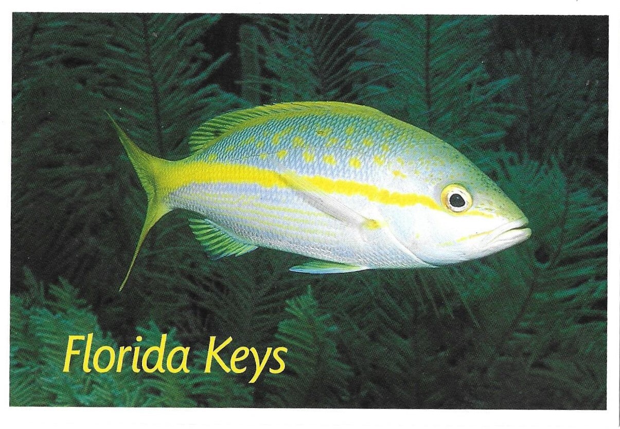 How to Fish for Yellowtail Snapper in the Florida Keys - Florida