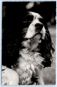 RPPC Cute Dog CAVALIER KING CHARLES SPANIEL Real Photo Postcard