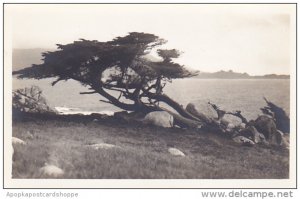 California Carmel By The Sea Coastline With Old Cypress Tree Real Photo