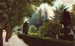 Cypress Hedge in California Postcard