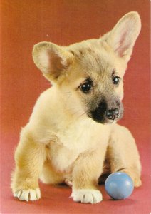 A Dog Nice modern Spanish photo postcard