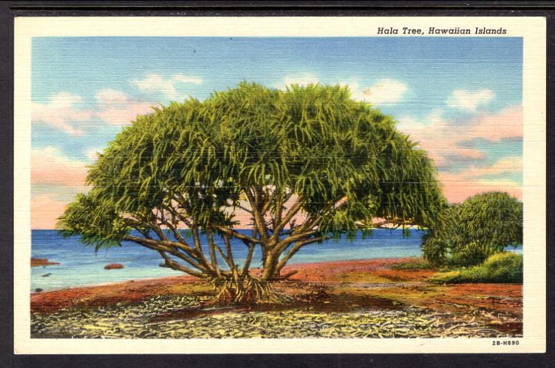 Hola Tree,Hawaiian Islands