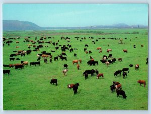Cheju Island South Korea Postcard Jedong Ranch c1950's Vintage Unposted