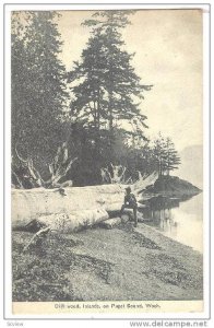 Drift wood, Islands,on Puget Sound,Washington,PU-1913