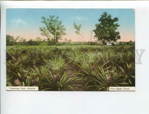 3172175 GREETINGS from JAMAICA Pineapple Grove Old postcard