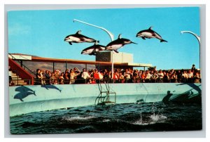 Vintage 1960's Postcard High-Flying Dolphin Marineland of the Pacific California