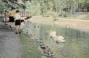 CHILDREN ENJOY FEEDING THE LOVELY SWANS ONTARIO CANADA