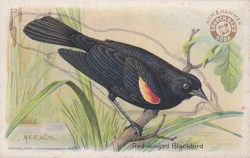 Red-winged Blackbird - Arm & Hammer Trade Card Useful Birds