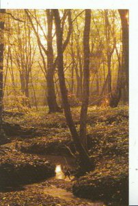 Hertfordshire Postcard - Wormley Wood - Ref 14551A