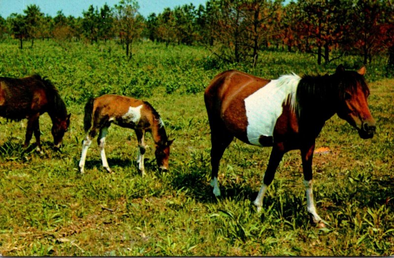 Horses Chincoteague Wild Pony Mare and Colts Assateague Island Virginia