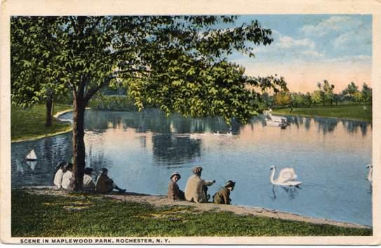 Swan on Lake - Maplewood Park, Rochester, New York - pm 1917 - WB