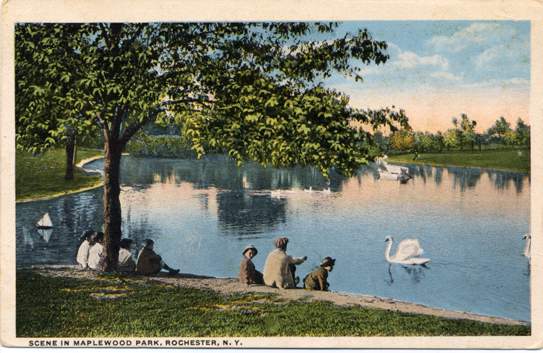 Swan on Lake - Maplewood Park, Rochester, New York - pm 1917 - WB ...