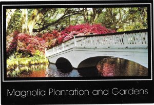 Magnolia Plantation Bridge & Azaleas Garden Charleston South Carolina 4 by 6