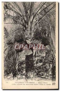 Old Postcard Palm Tree In Palms & # 39oasis Arabic removing bad dates before ...