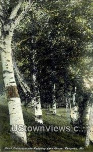 Birch Trees, Rangeley Lake House in Rangeley, Maine