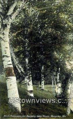 Birch Trees, Rangeley Lake House in Rangeley, Maine