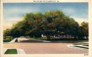 The Big Oak - Thomasville, Georgia GA