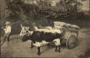 Publ San Jose Costa Rica - Local Man Oxen Wagon c1910 Postcard