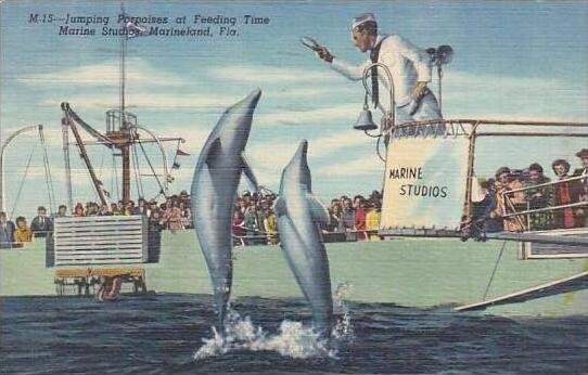 Florida Marineland Jumping Porpoises At Feeding Time Marine Studios