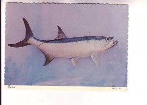 Tarpon,  Megalops Fish, Used 1976 Message on Back About Fishing