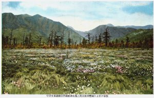 Japan Kamiyama Field Vintage Postcard C229