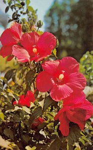 Beautiful Hybrid Hibiscus - Flowers, Florida FL  