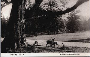 Japan Morning Of Nara Park Nara Deer Vintage Postcard C156