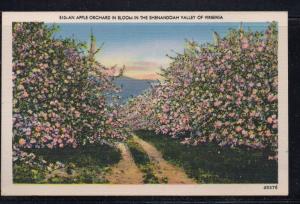 Virginia colour postcard Apple Orchard in Bloom Shenandoah Valley unused