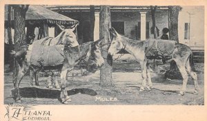 Atlanta Georgia Mules Vintage Postcard AA58979