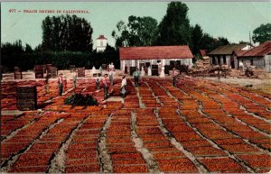Peach Drying California Postcard Edward H Mitchell San Francisco c1915