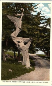 1930s DEL MONTE CALIFORNIA GHOST TREE 17 MILE DRIVE LINEN POSTCARD 42-186