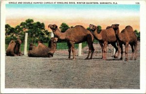 Camels Ringling Bros Winter Quarters Sarasota FL WB Postcard VTG UNP Unused 