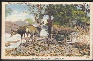 The Deer are Plentuful Here Liberty NY Post Card 5109