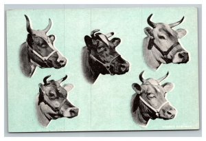 Vintage 1900's Advertising Postcard Hoard's Dairyman Profile of Dairy Cows