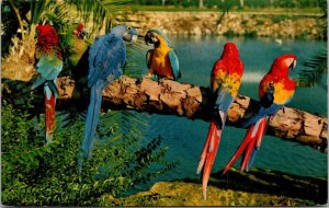 Florida Tampa Busch Gardens Trained Parrots