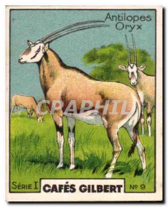 Image Cafes Gilbert Oryx antelopes